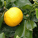 The best scent ever coming from fresh lemons, or limes!