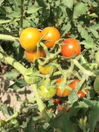 Cherry Heirloom Tomatoes